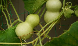 家里种葫芦怎么种（在家里种葫芦怎么种）