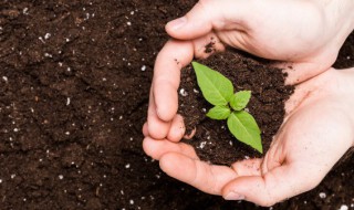 枇杷种子怎么种盆栽（枇杷种子该怎么种）