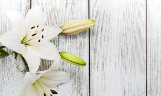 百合花的资料有哪些(百合花的基本资料)