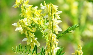 黄芪花的功效与作用有哪些（金银花的功效与作用泡水喝的功效）