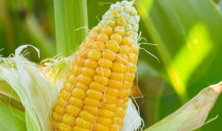 所有含镁的食物和水果有哪些（含镁的食物十大排行表）