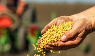 植物种子的传播方式有哪些仿写(植物传播种子的方法仿照课文写一写)
