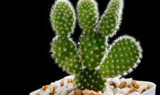 好养的室内花卉有哪些 好养的室内花卉有哪些图片