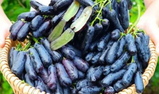 蓝宝石葡萄和美人指葡萄有什么不一样 蓝宝石葡萄和美人指葡萄有啥不一样