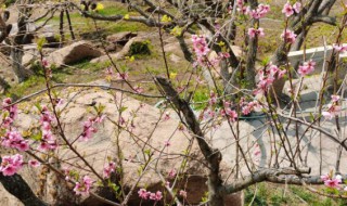 桃花有什么颜色形状以及特点(桃花有什么颜色形状以及特点呢)