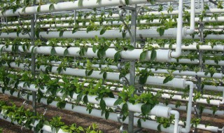 无土栽培是指不用 无土栽培是指不用土壤或用什么物质