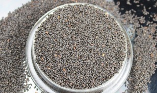 明列子的功效有哪些???（明列子百度百科）