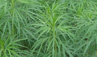 蒌蒿是什么植物有什么作用 蒌蒿是什么植物有什么作用与功效