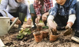 双子叶植物有哪些目(双子叶植物名称)