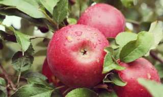 苹果种子怎么种植（苹果种子怎么种植方法视频）