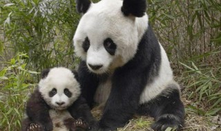 我国珍稀动物有哪些生活在哪（我国珍稀动物的名称和主要生活地区）