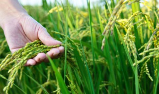 中国的五谷指的是哪五谷(真正的五谷杂粮是哪几种粮食)