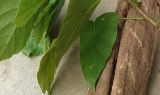 什么是鸡血藤的阴藤（鸡血藤怎么分辨阴藤还是阴藤）