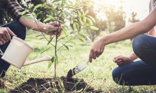 四季常青的树有哪些树（四季常青的树有哪些树木）