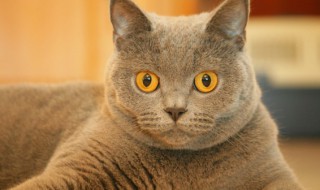 猫品种有哪些? 不掉毛的猫品种有哪些