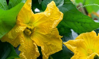 丝瓜花雄蕊和雌蕊的区别（丝瓜花雄蕊数量）