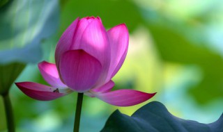 荷花的品种（荷花是什么样子的）