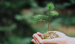 行道树有哪些?（深圳的行道树有哪些）