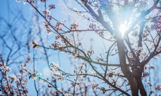 像梅花一样的人有哪些品格 像梅花一样的人有哪些品格呢