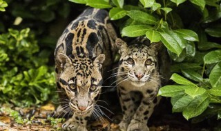 贵州野生动物有哪些（贵州野生动物有哪些种类）