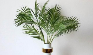 喜阴的植物有哪些品种(喜阴的植物有哪些品种呢)