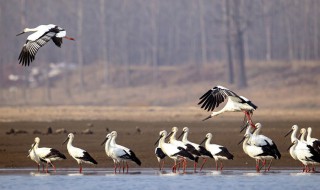 国家保护动物有哪些鸟(国家保护动物有哪些鸟种)