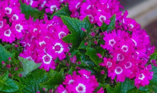 夏天的植物 夏天开花的植物