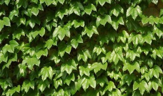 爬山虎怎么种植时间（爬山虎种植技术）