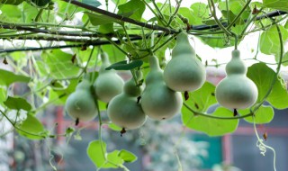 葫芦怎么种植管理（葫芦怎么种植方法如下）