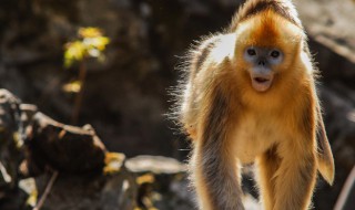 我国有哪些珍稀动物需要被保护（我国珍稀动物保护措施有哪些）