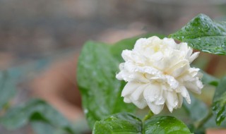 非洲茉莉如何修剪（非洲茉莉如何修剪枝条）