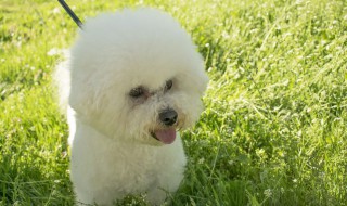 白色的小狗品种有哪些 白色的小狗一般叫什么名字