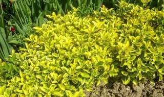 春天开放的花有哪些都是什么颜色（春天开放的花有哪些都是什么颜色的花）