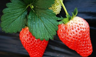 怎么种植草莓籽(怎么种植草莓籽种子)