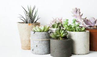 多肉植物怎么种?（多肉植物怎么养才养得又大又肥）
