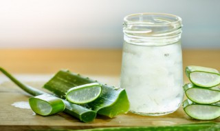 库拉索芦荟怎么种植（库拉索芦荟怎么种植才不会软）