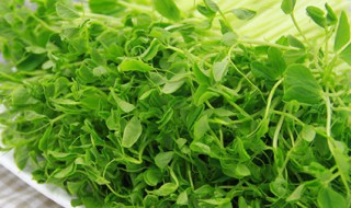 豌豆苗怎么种? 麻豌豆苗怎么种植