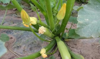 葫芦籽怎么种植 葫芦籽怎么种?什么时候种?