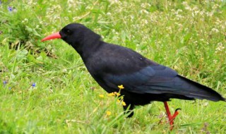 红嘴山鸦飞进家里预示什么（红嘴山鸦是什么兆头）