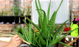 芦荟怎么种植方法 芦荟怎么种植方法视频