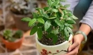 龙眼核怎么种盆栽培 龙眼核怎么种小盆栽