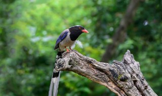 蓝桉蓝鹊有什么寓意 蓝桉与蓝鹊是爱情故事吗