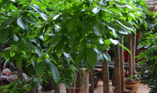 摇钱树怎么种植 摇钱树怎么种植啊