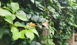 爬山虎怎么种?（五叶爬山虎怎么种植）