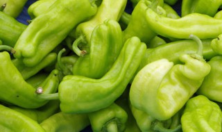 辣椒怎么种植比较好（辣椒怎么种植比较好看）