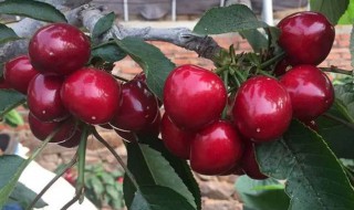 车厘子怎么种植?（车厘子怎样种植与管理）