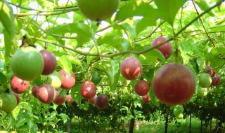 百香果怎么种植技术 百香果籽种下去几年才能挂果