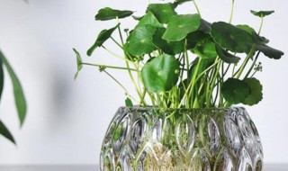 水培铜钱草怎么种(水培铜钱草怎么种植)