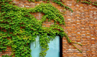 爬山虎怎么种植?（爬山虎植物怎么种植）