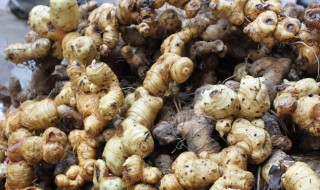 黄精怎么种植方法